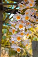 weiße und gelbe orchideen blühen auf einem blatt und blume blured hintergrund. frühlingsorchideenblumen, die tagsüber auf einer ausstellung in thailand aufgenommen wurden. selektiver fokus. foto