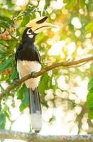 orientalische Rattenhornvogel-Vogeltreppe auf dem Astbaum in der Natur in Thailand, Anthracoceros albirostris foto