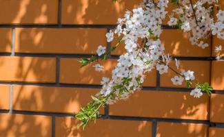 Nahaufnahme der weißen Kirschblüte foto