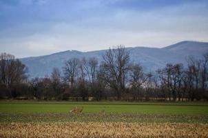 drei Hirsche in der Natur foto