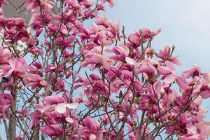 Nahaufnahme eines Magnolienbaums mit rosa Blüten gegen den Himmel foto