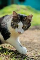 Eine schwarze Katze spielt im Garten. schwarze katze spielt im hof foto