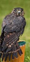 weiblicher Merlin (Falco Columbarius) sitzt auf Barsch foto