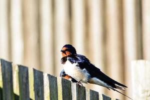mischen Sie europäische Vögel foto