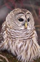 Barred Owl foto