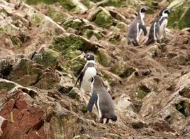 Humboldt-Pinguin in den Inselballestas, Paracas-Nationalpark, Peru.