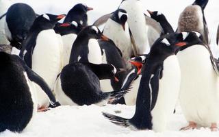 Eselspinguinkolonie auf der antarktischen Halbinsel