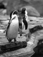 Humboldt-Pinguin foto