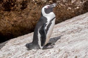 afrikanischer Pinguin, auch bekannt als Eselspinguin oder Schwarzfuß foto