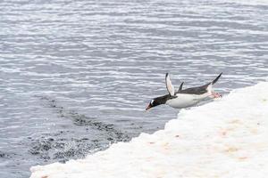 Pinguine der Antarktis foto