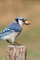 Blue Jay isst Erdnüsse foto