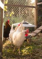 weiße und schwarze und rote Hühner, die auf dem ländlichen Hof gehen foto