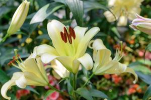 gelbe lilienblume im garten foto