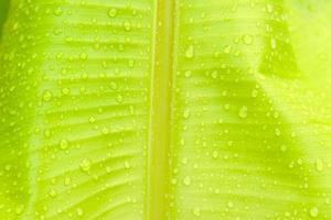 Nahaufnahme von Wassertropfen auf Bananenblatt foto