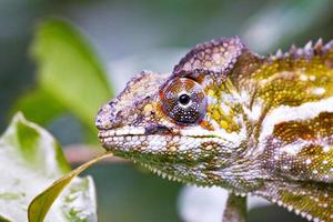 schönes buntes Chamäleon, Kameleidechse auf Madagaskar