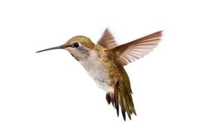 Allens Kolibri (Selasphorus Sasin) foto