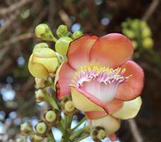 Shorea Robusta, auch bekannt als Sal- oder Shala-Baum, ist eine Baumart aus der Familie der Dipterocarpaceae foto