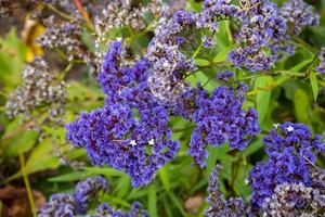 limonium arborescens, kanariengarten, auf gran canaria foto