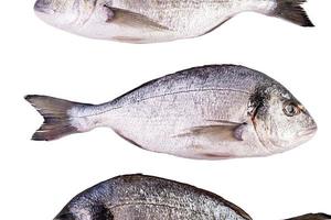 roher frischer Dorado-Fisch isoliert auf weißem Hintergrund. Goldbrasse foto