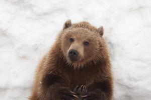 Braunbär in der Natur, der mit dem Schnee spielt foto