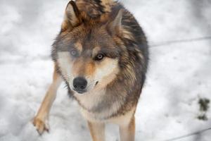 Wolf in freier Wildbahn, Winter in den Pyrenäen, Schnee und Wald