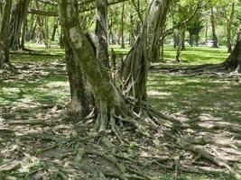 ein großer Baum mit Wurzeln, die den Boden bedecken, ein großer Baum im Garten foto