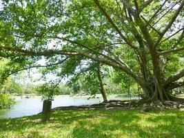 ein großer Baum mit Wurzeln, die den Boden bedecken, ein großer Baum im Garten foto