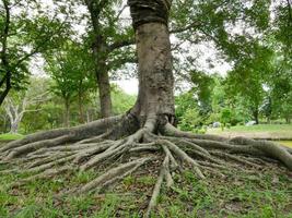 ein großer Baum mit Wurzeln, die den Boden bedecken, ein großer Baum im Garten foto