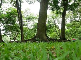 ein großer Baum mit Wurzeln, die den Boden bedecken, ein großer Baum im Garten foto