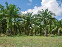 Ölpalmöl, Wirtschaftspflanzen der Bauern in Südthailand. foto