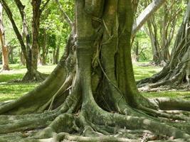 ein großer Baum mit Wurzeln, die den Boden bedecken, ein großer Baum im Garten foto