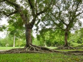 ein großer Baum mit Wurzeln, die den Boden bedecken, ein großer Baum im Garten foto