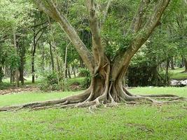 ein großer Baum mit Wurzeln, die den Boden bedecken, ein großer Baum im Garten foto