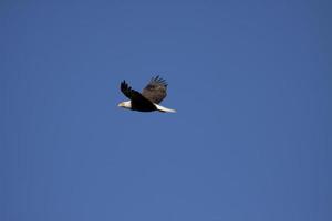 Weißkopfseeadler im Flug