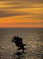 Adlerjagd bei Sonnenuntergang foto