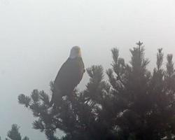 Weißkopfseeadler im Nebel foto