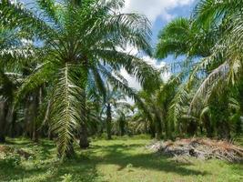 Ölpalmöl, Wirtschaftspflanzen der Bauern in Südthailand. foto