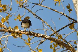 scharfhäutige Falkenjagd vom Herbstbaum