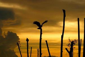 Falken-Silhouetten auf Stelzen am See. foto