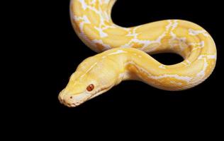 Tiger Albino Python Schlange über schwarz foto