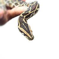 Pythonschlange auf weißem Hintergrund