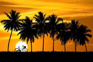Silhouette von Kokospalmen an einem schönen Abend