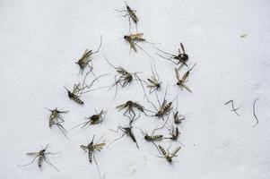 eine große Anzahl toter Mücken auf weißem Hintergrund. foto
