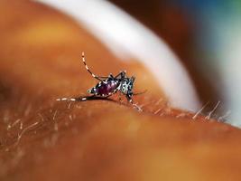 Mücke saugt menschliches Blut auf extremem Makro foto