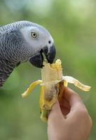 Papageienvogel foto