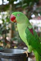 grüner Papagei foto