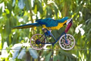 Papagei auf einem Fahrrad