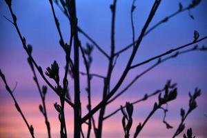 roter und blauer Abendsonnenuntergang durch die Zweige der Bäume foto