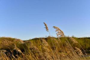 Scirpus-Schilf ist eine Gattung mehrjähriger und einjähriger Küstenwasserpflanzen aus der Familie der Seggengewächse foto