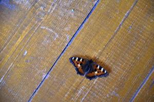 Urticaria nymphalis urticae ist ein tagaktiver Schmetterling aus der Familie Nymphalidae, einer Art der Gattung Aglais foto